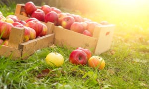 crate of apples in apple orchard 