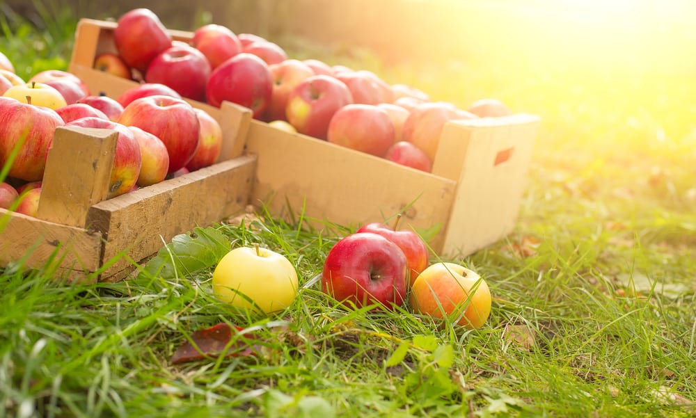 Best 6 Reasons to Visit Mercier Orchards in Blue Ridge