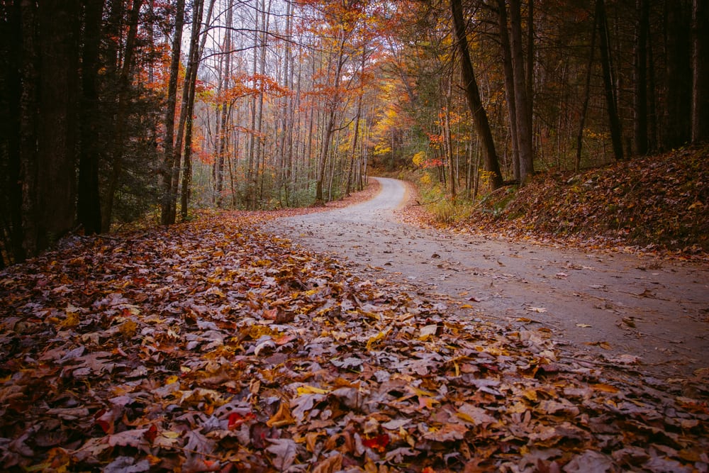 fall in north georgia