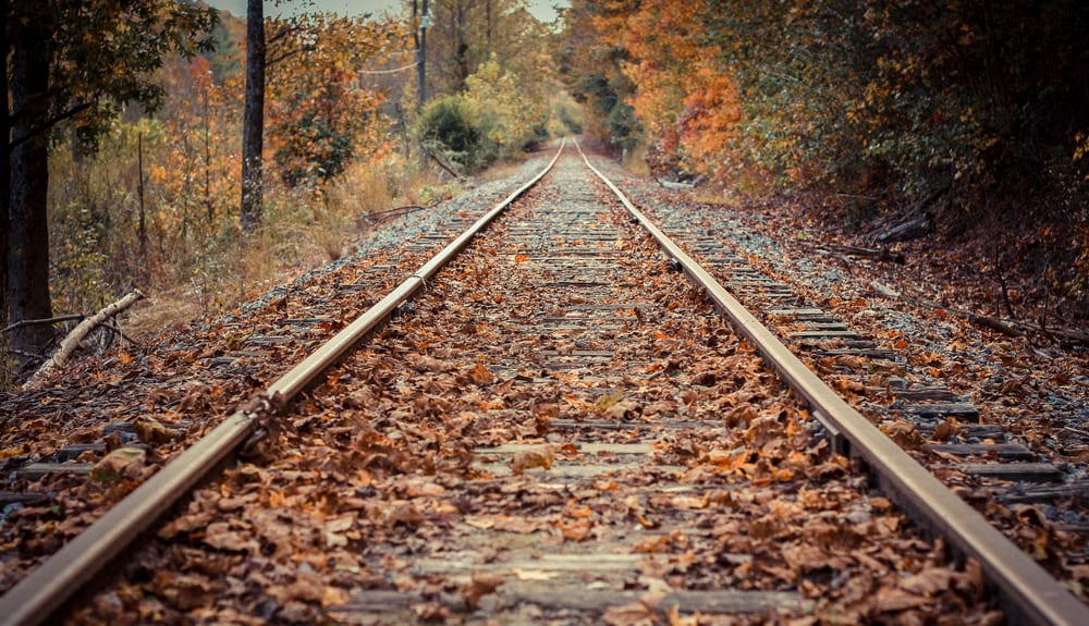 track through the woods in blue ridge ga